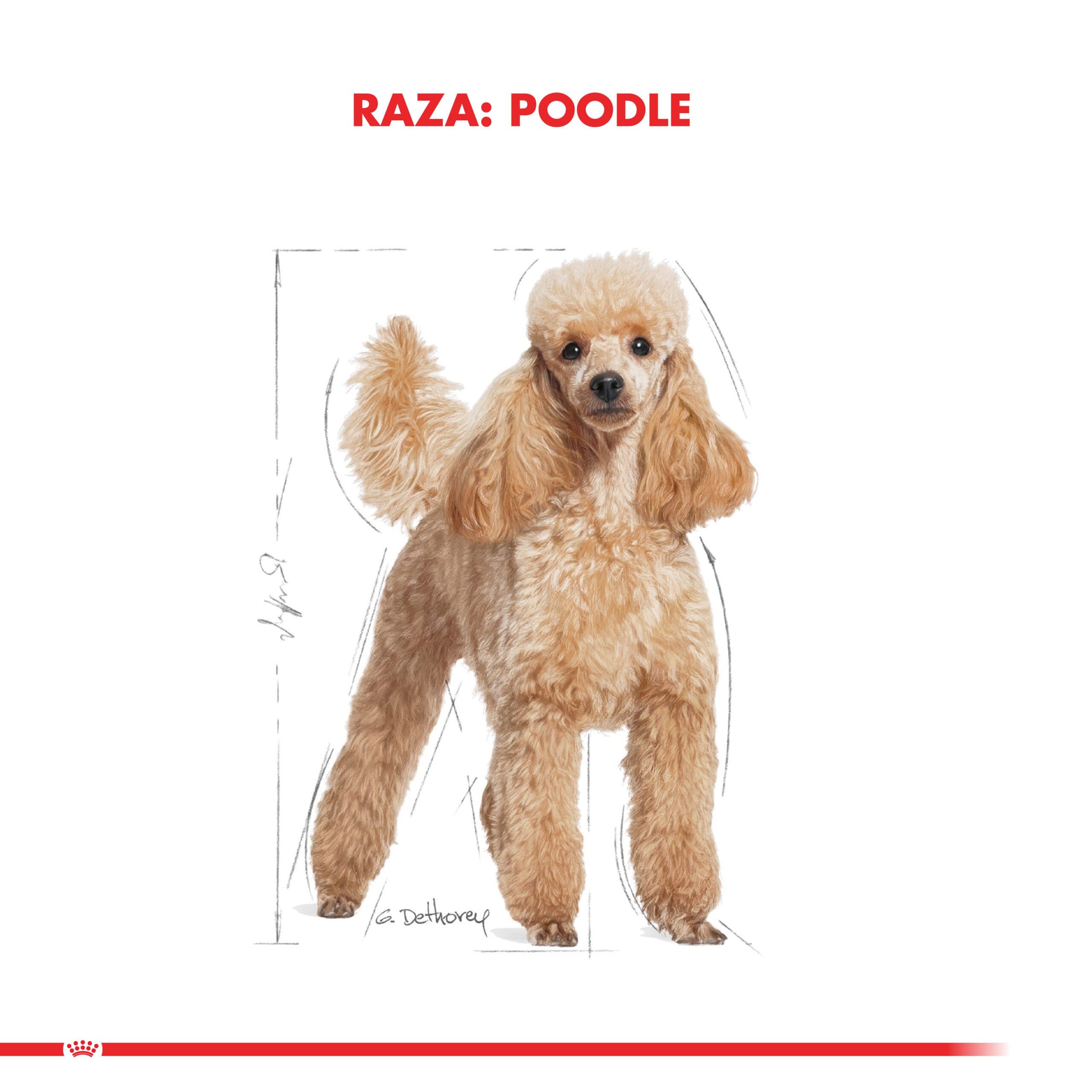 Royal Canin Perro Poodle Adulto 7.5Kg ( Seco ) - Imagen 3