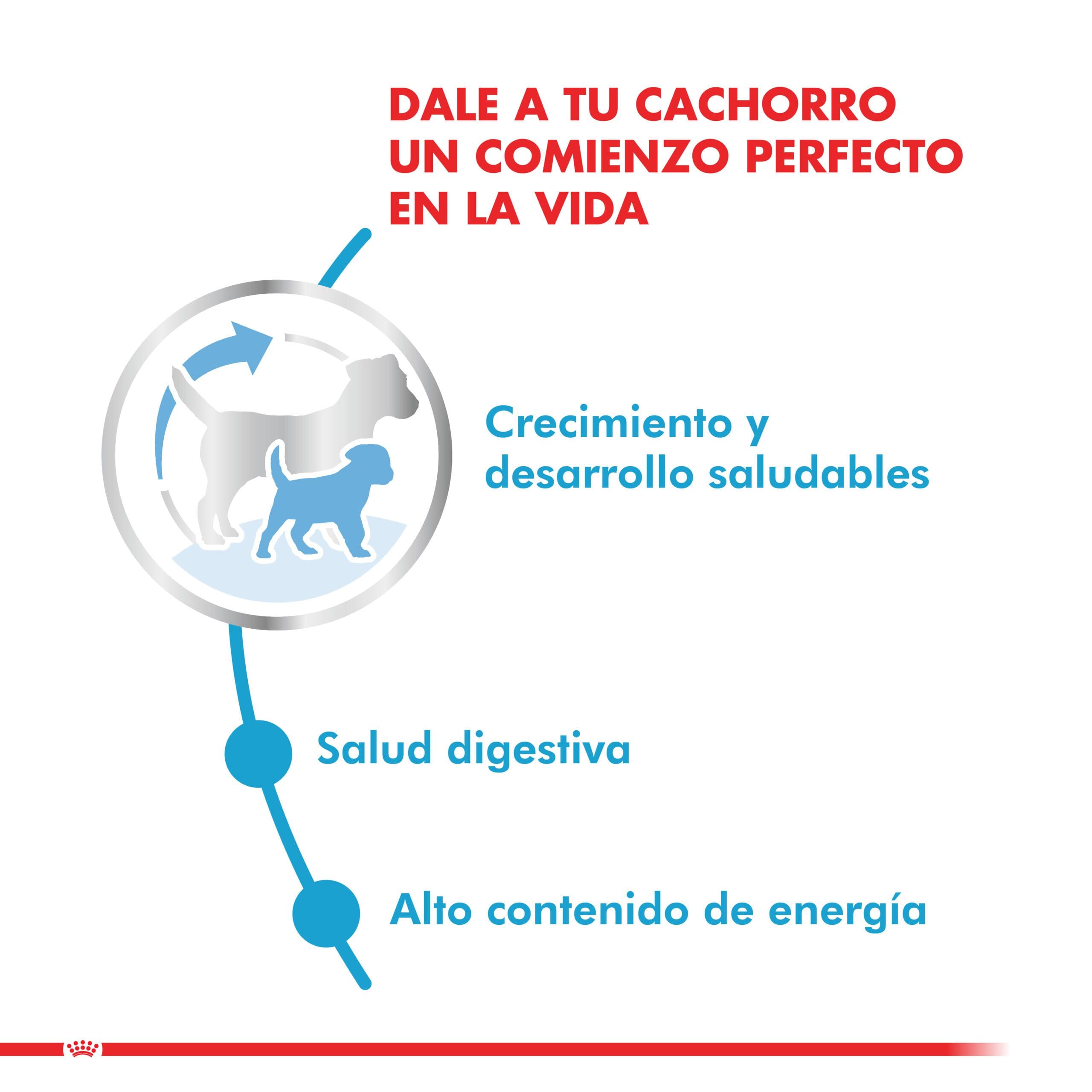 Royal Canin Cachorro Mini Puppy 1Kg ( Seco ) - Imagen 4