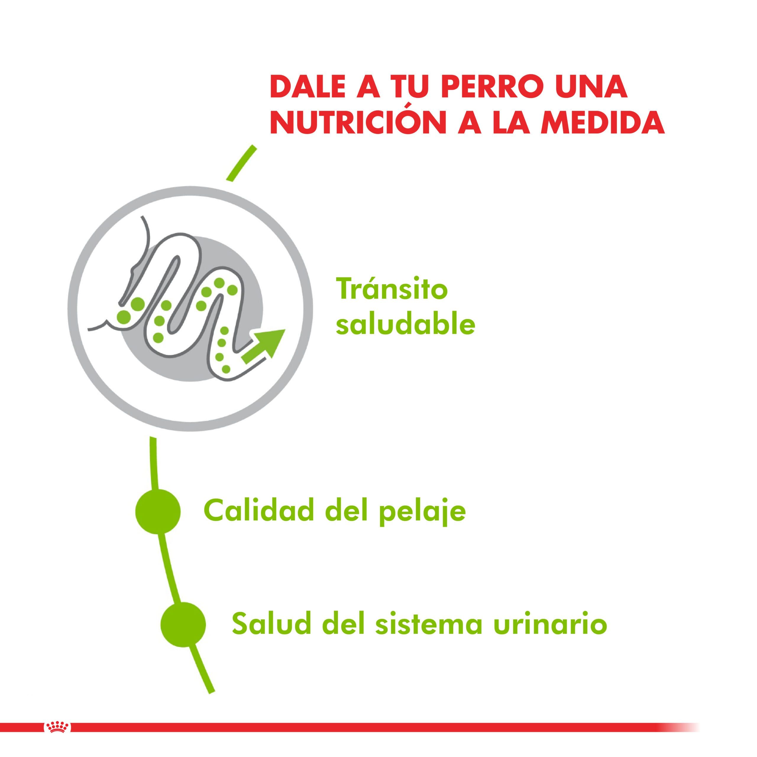 Royal Canin Perro X-Small Adulto 1Kg ( Seco ) - Imagen 3