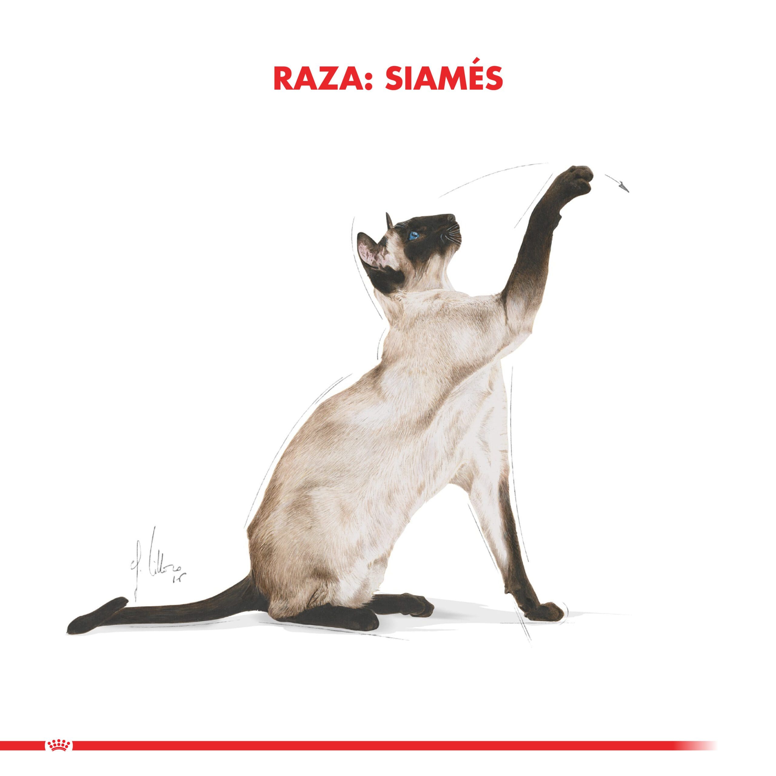 Royal Canin Gato Adulto Siamese 1.5Kg ( Seco ) - Imagen 4