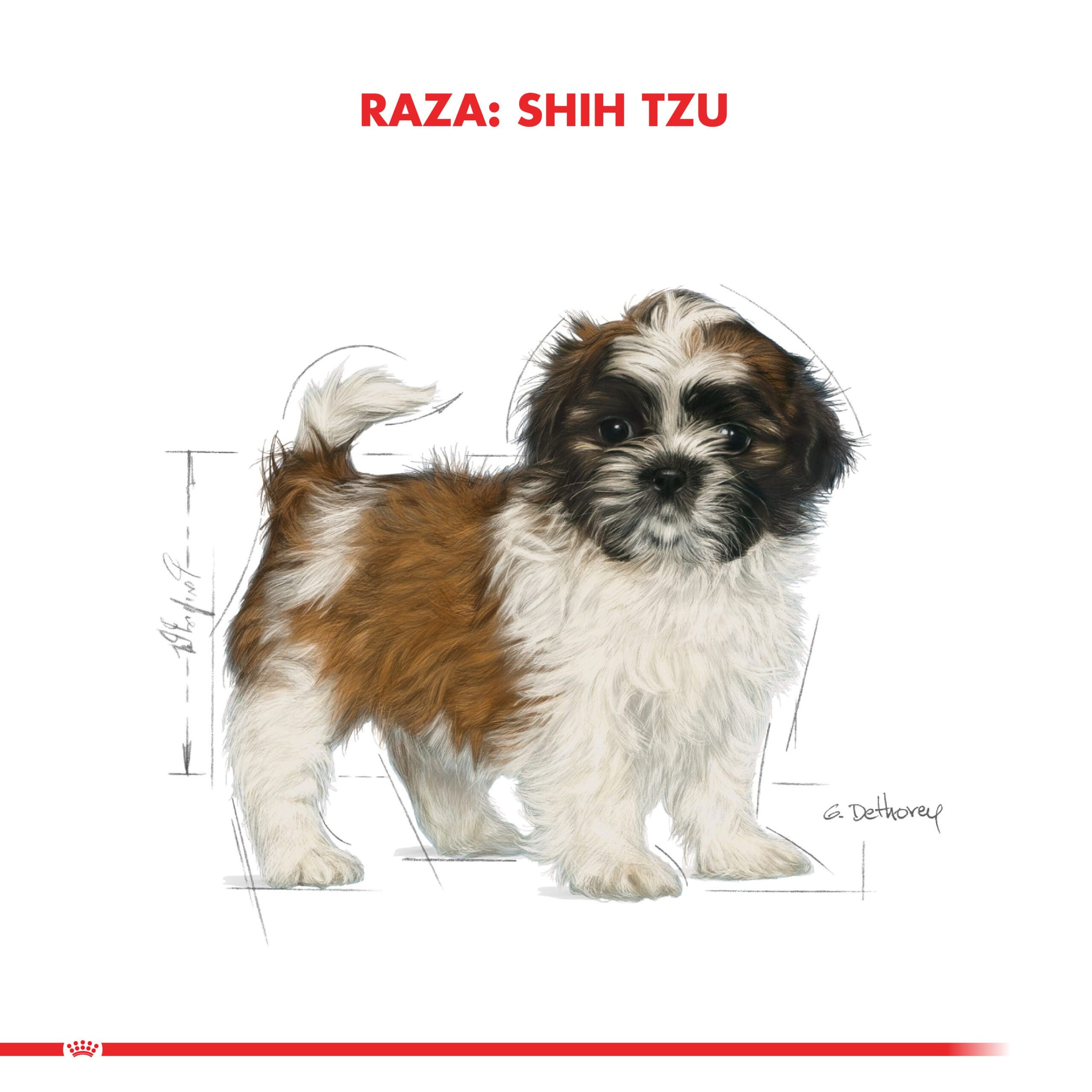 Royal Canin Cachorro Shih Tzu Puppy 2.5Kg ( Seco ) - Imagen 3